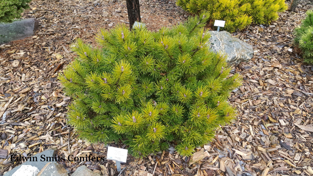 Pinus mugo 'Filips Gold Dust'